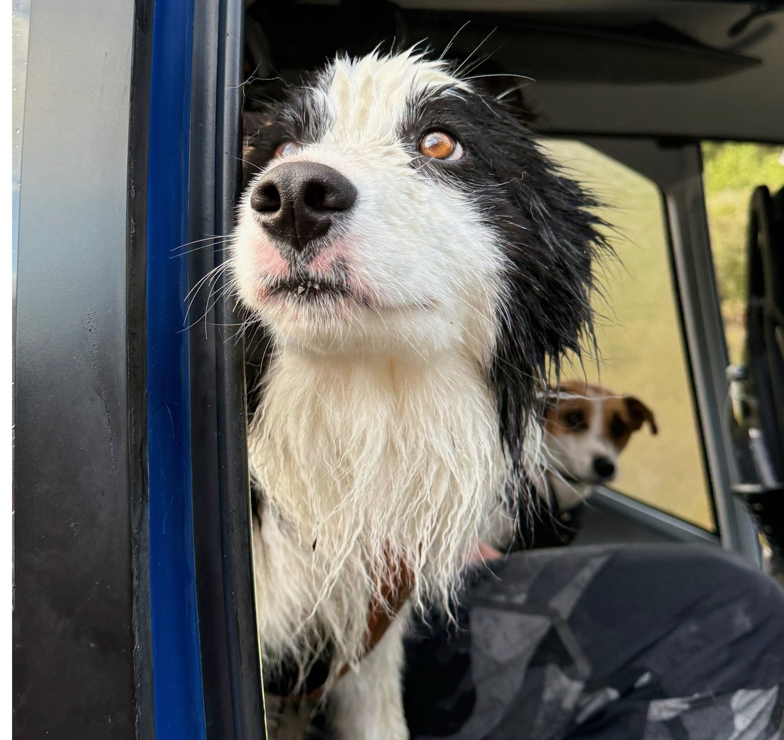 Dog photo